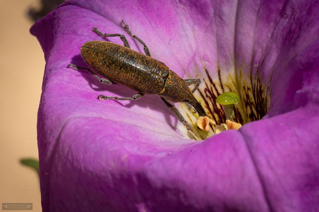 Curculionidae: Lixus (Dilixellus) pulverulentus