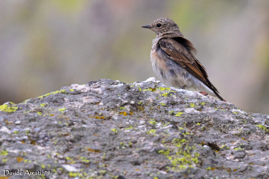 giovane Culbianco (Oenanthe oenanthe)