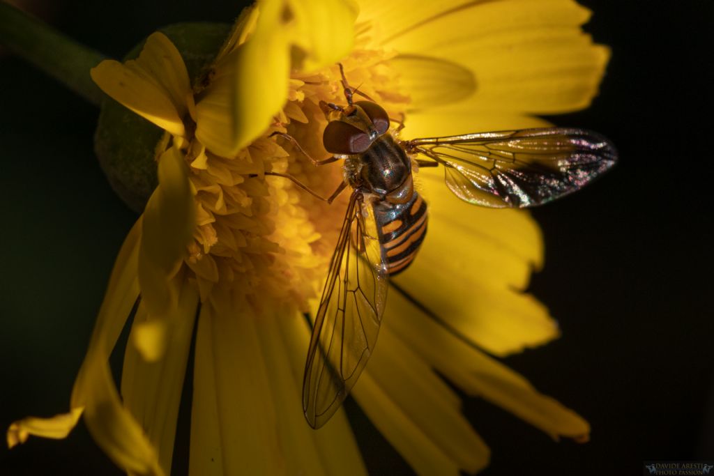 Episyrphus balteatus femmina (Syrphidae)