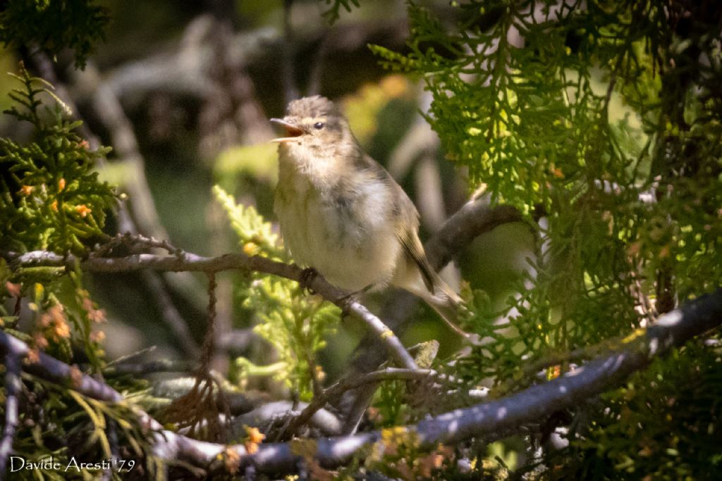 RIconoscimento di Sylviidae:  Lu  piccolo (Phylloscopus collybita)