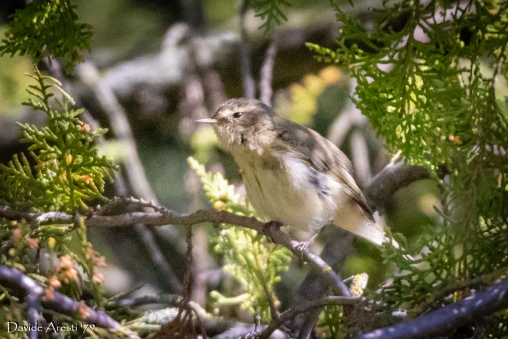 RIconoscimento di Sylviidae:  Lu  piccolo (Phylloscopus collybita)