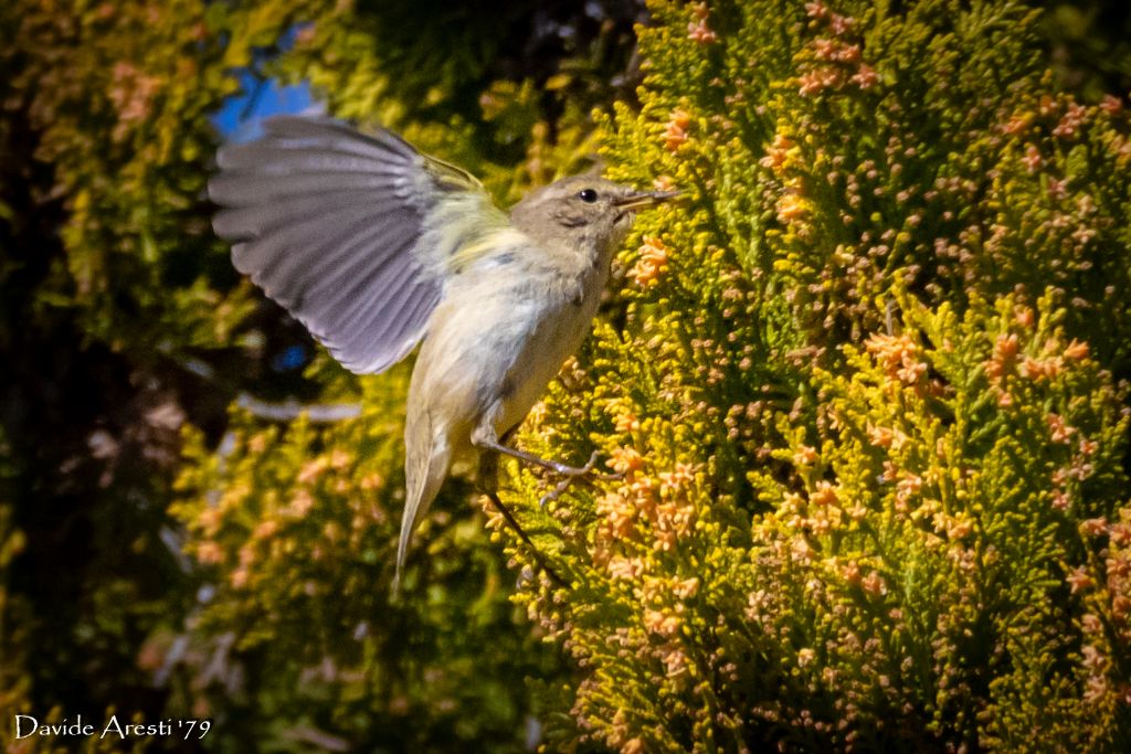 RIconoscimento di Sylviidae:  Lu  piccolo (Phylloscopus collybita)