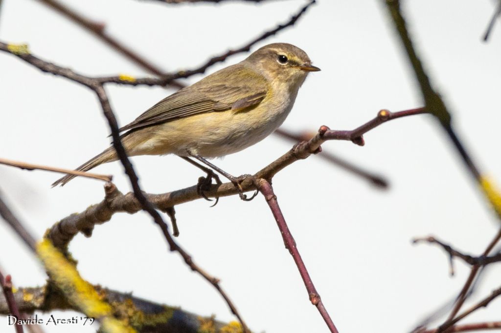 RIconoscimento di Sylviidae:  Lu  piccolo (Phylloscopus collybita)