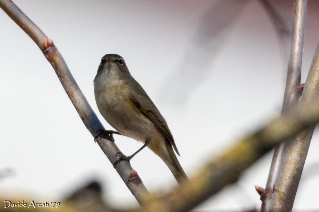 RIconoscimento di Sylviidae:  Lu  piccolo (Phylloscopus collybita)