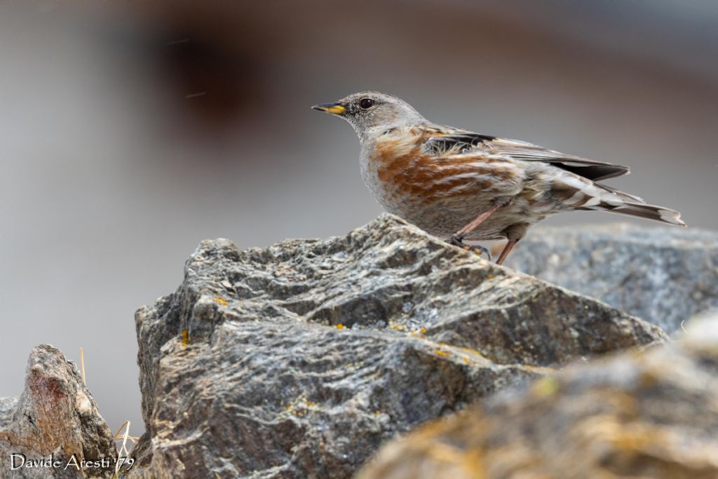 Passeriforme Gran Paradiso...di che specie si tratta?   Sordone (Prunella collaris)