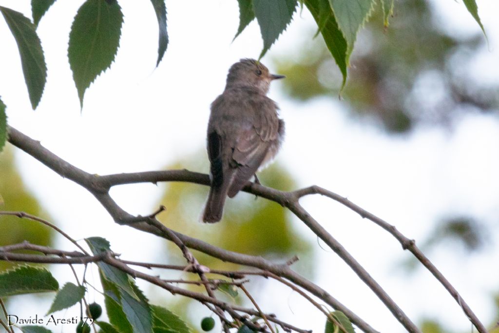 Pigliamosche (Muscicapa striata)