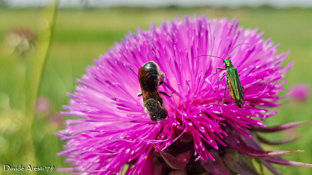 Apidae Megachilinae da id.