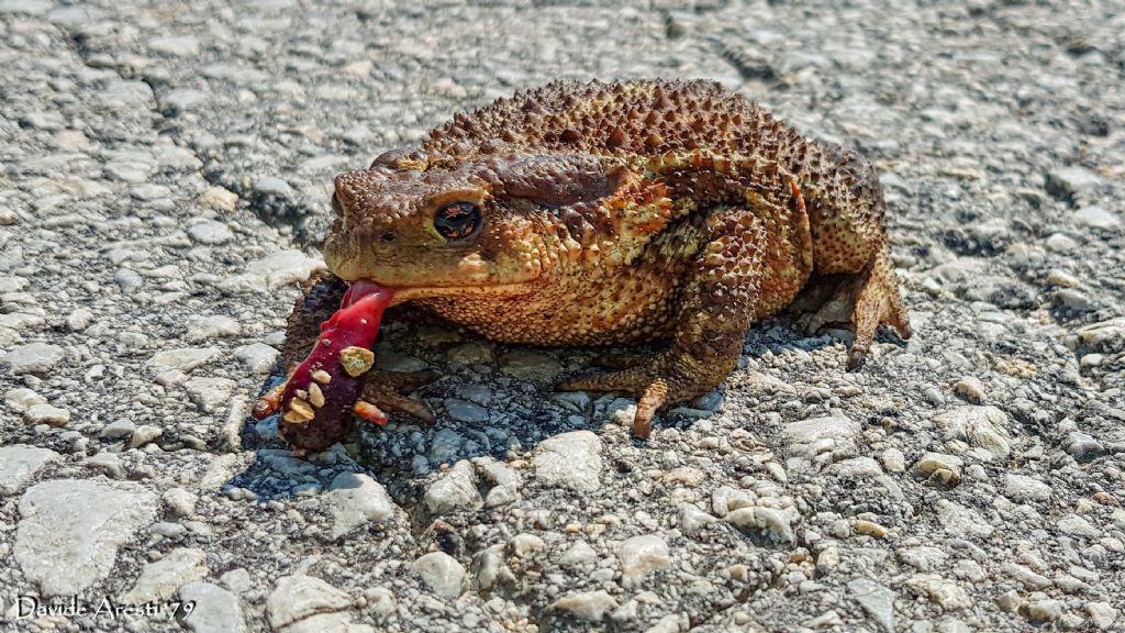 RIconoscimento di Anfibio - Bufo bufo