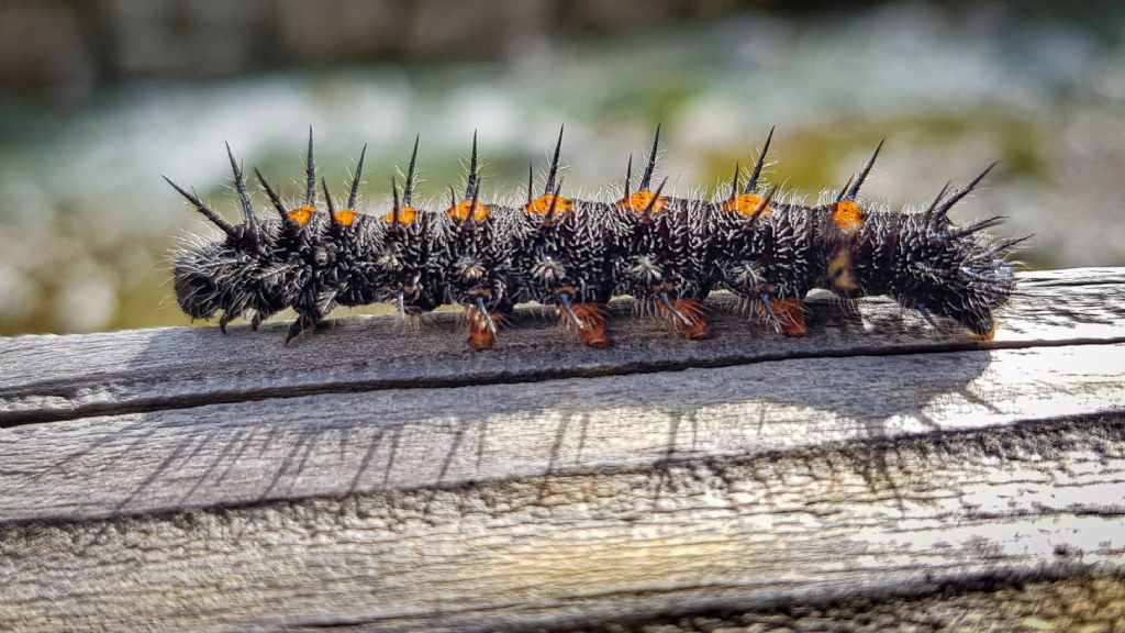 Bruco nero arancio: Nymphalis antiopa - Nymphalidae