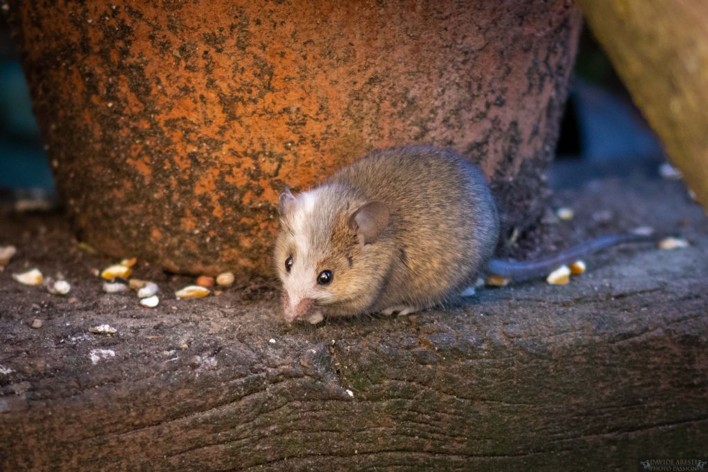 E'' un Topo selvatico ?  Mus domesticus