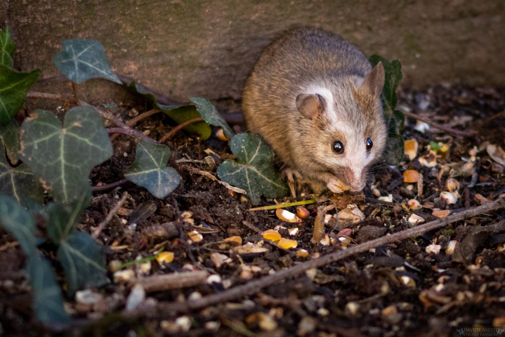 E'' un Topo selvatico ?  Mus domesticus