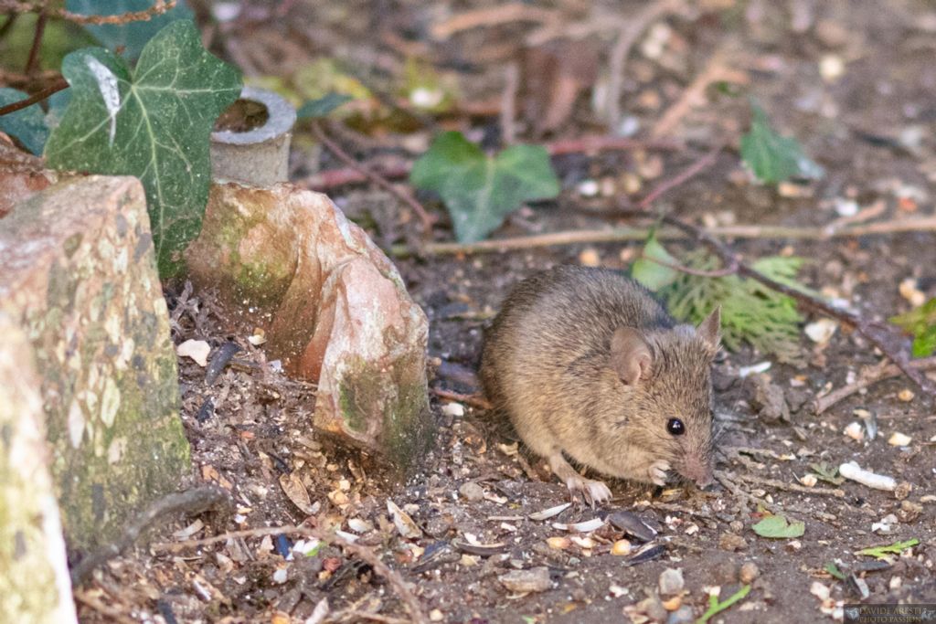 E'' un Topo selvatico ?  Mus domesticus