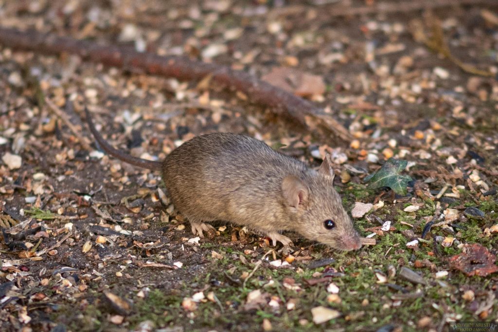 E'' un Topo selvatico ?  Mus domesticus