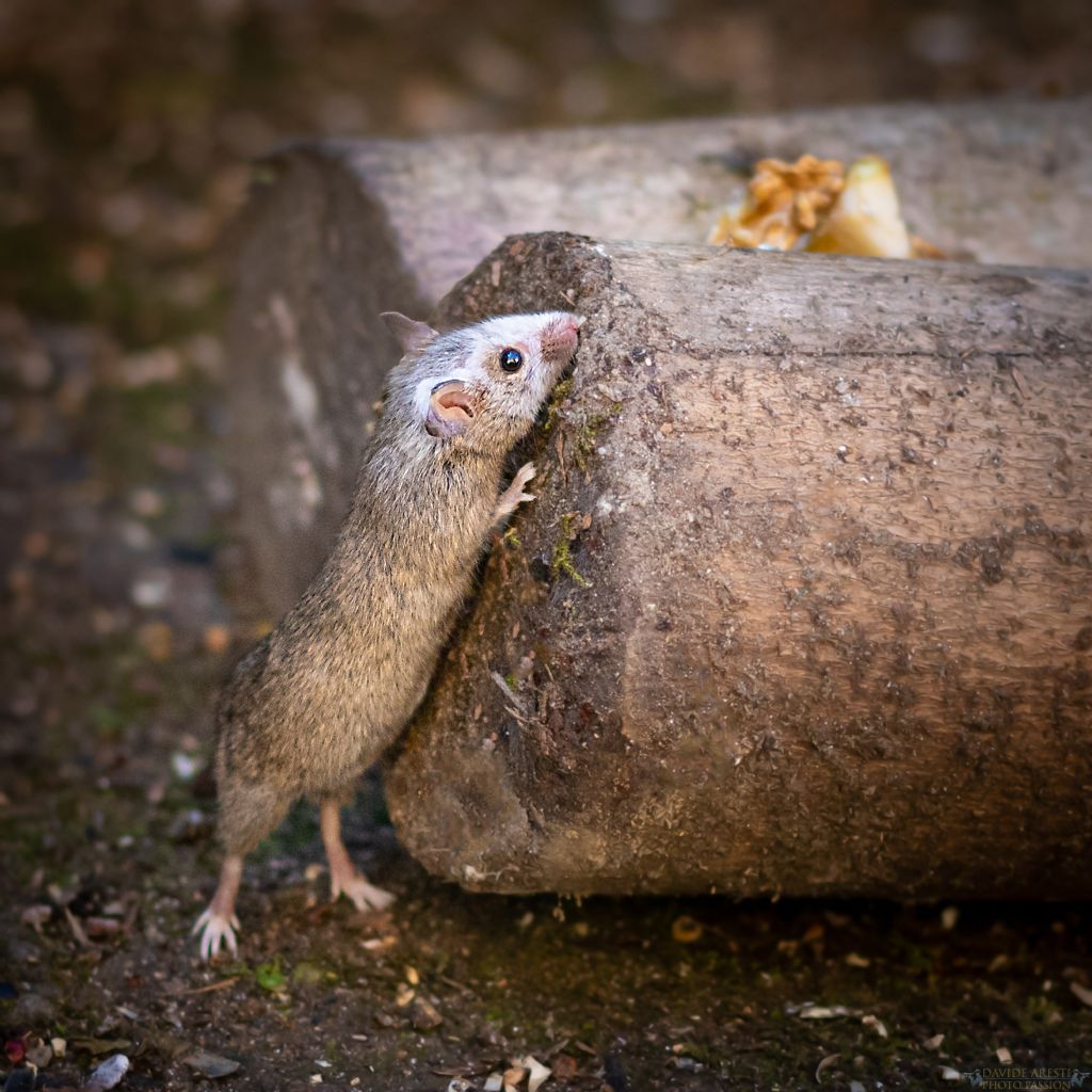 E'' un Topo selvatico ?  Mus domesticus