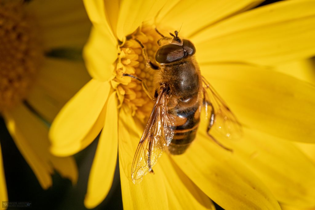 Syrphidae: Merodon sp.?  No, Eristalis tenax, maschio