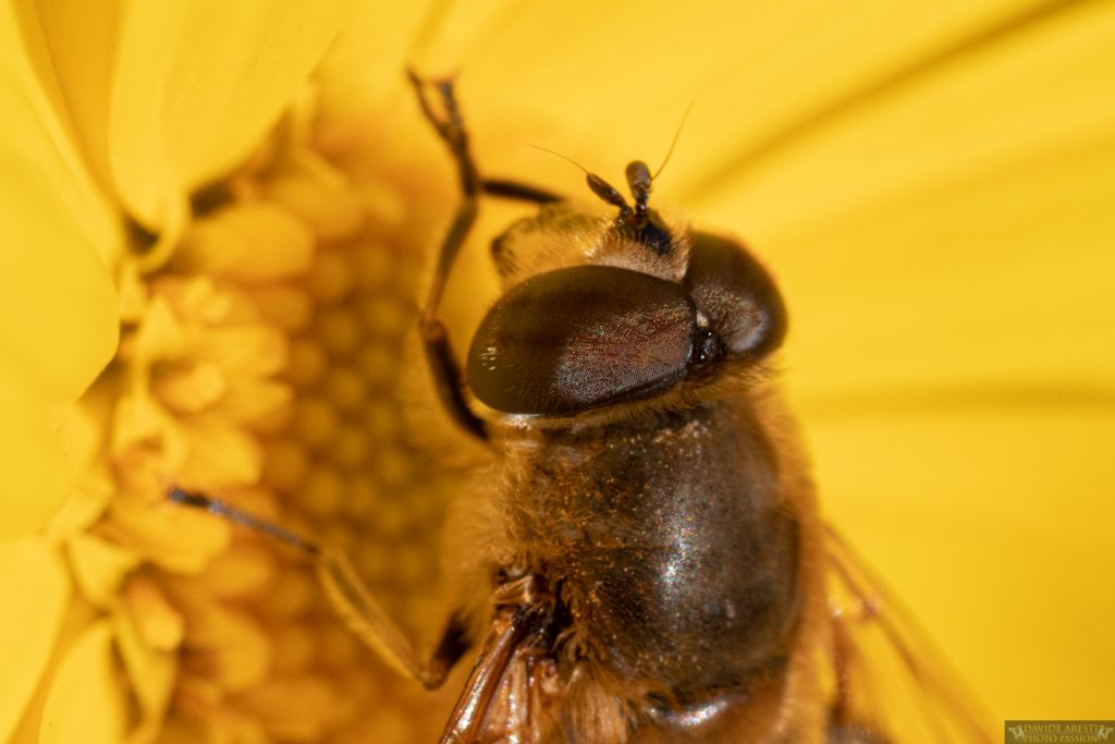 Syrphidae: Merodon sp.?  No, Eristalis tenax, maschio