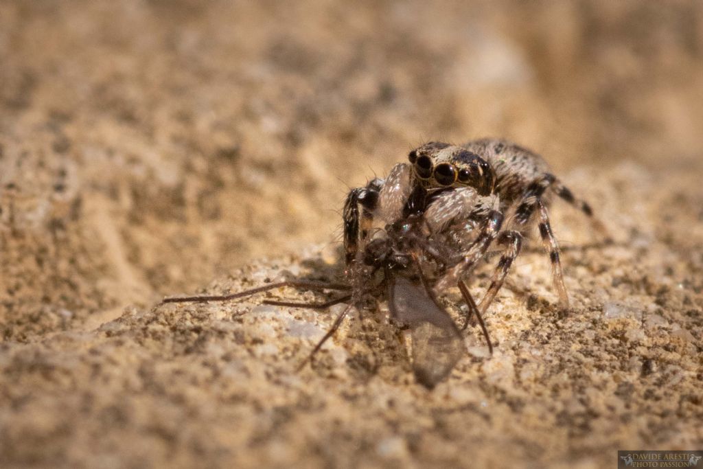 Ragno in atto predatorio: Icius sp. o Salticus scenicus ?  Salticus sp. - Ravenna