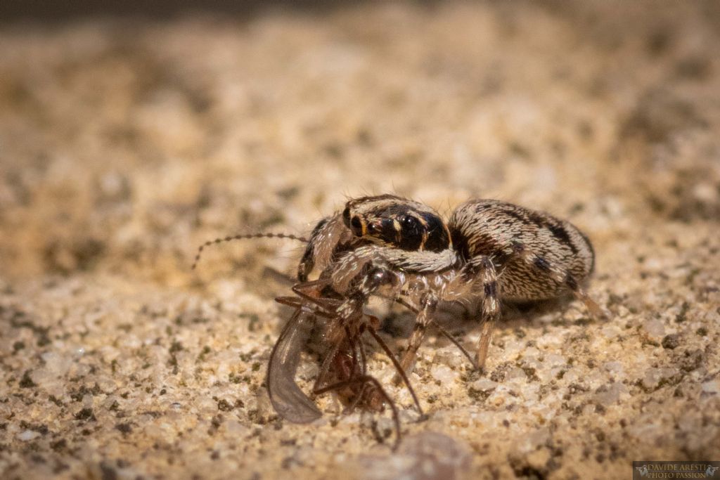 Ragno in atto predatorio: Icius sp. o Salticus scenicus ?  Salticus sp. - Ravenna