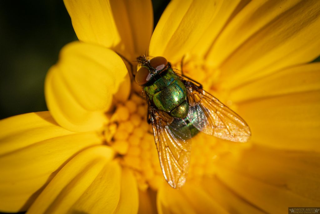 Mosca verde a fine dicembre ??? Neomyia cornicina (Muscidae), maschio