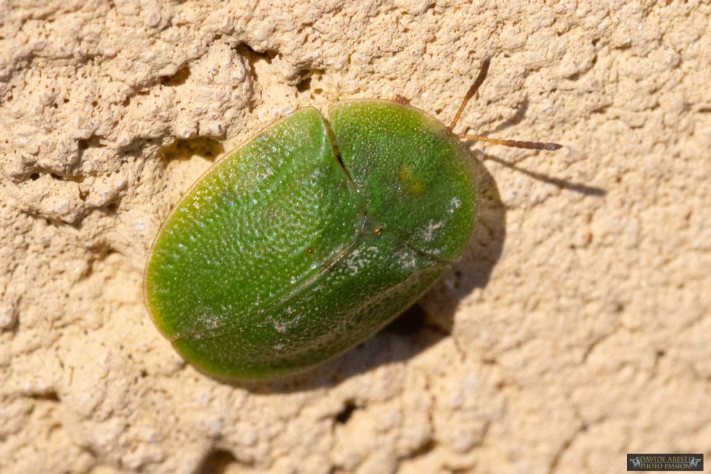 Cimice verde e tonda, piatta... anzi no: Cassida rubiginosa, Chrysomelidae