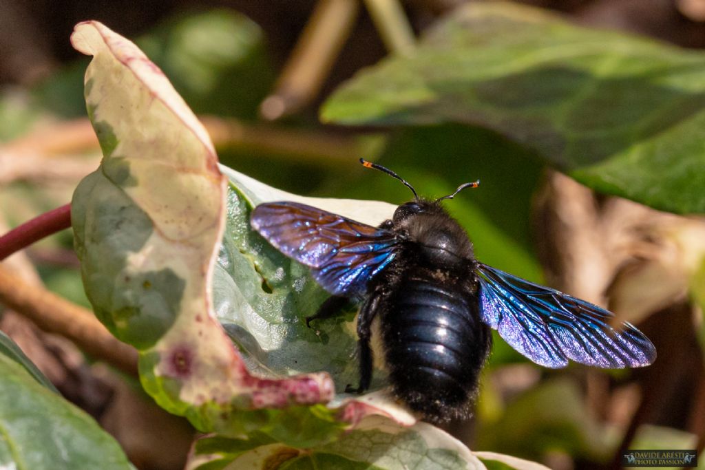 E'' l''Ape legnaiola (Xylocopa violacea)?  S, maschio