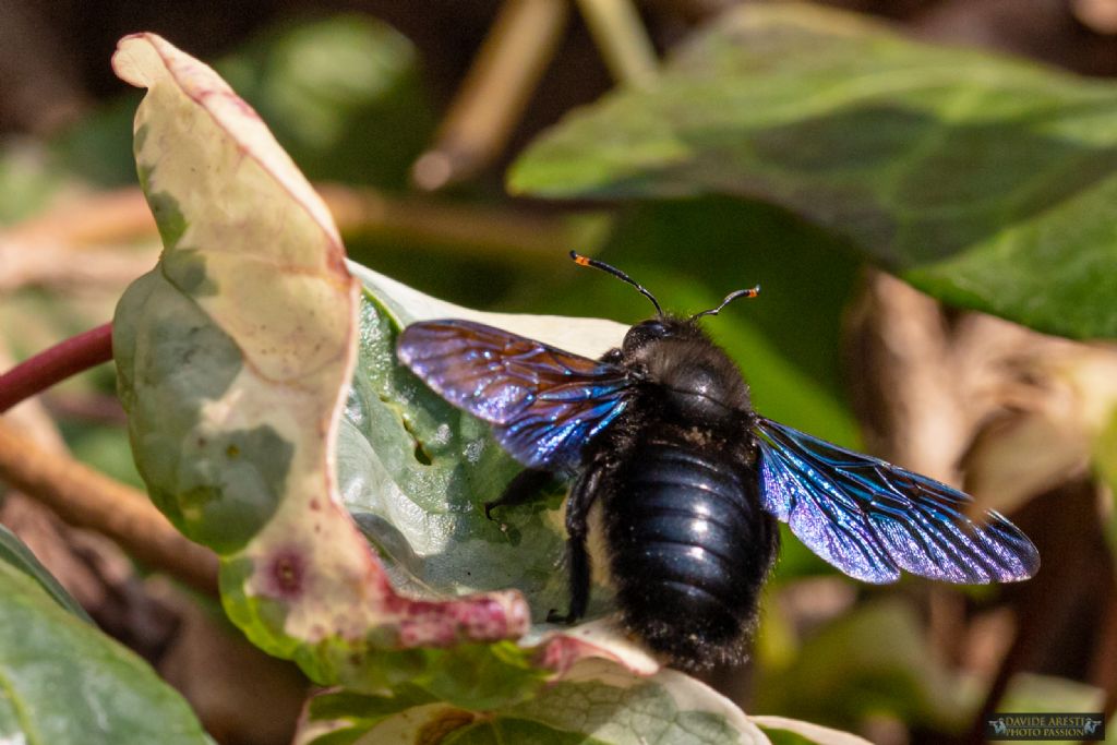 E'' l''Ape legnaiola (Xylocopa violacea)?  S, maschio