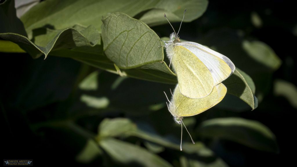 Pieris rapae ?  S !