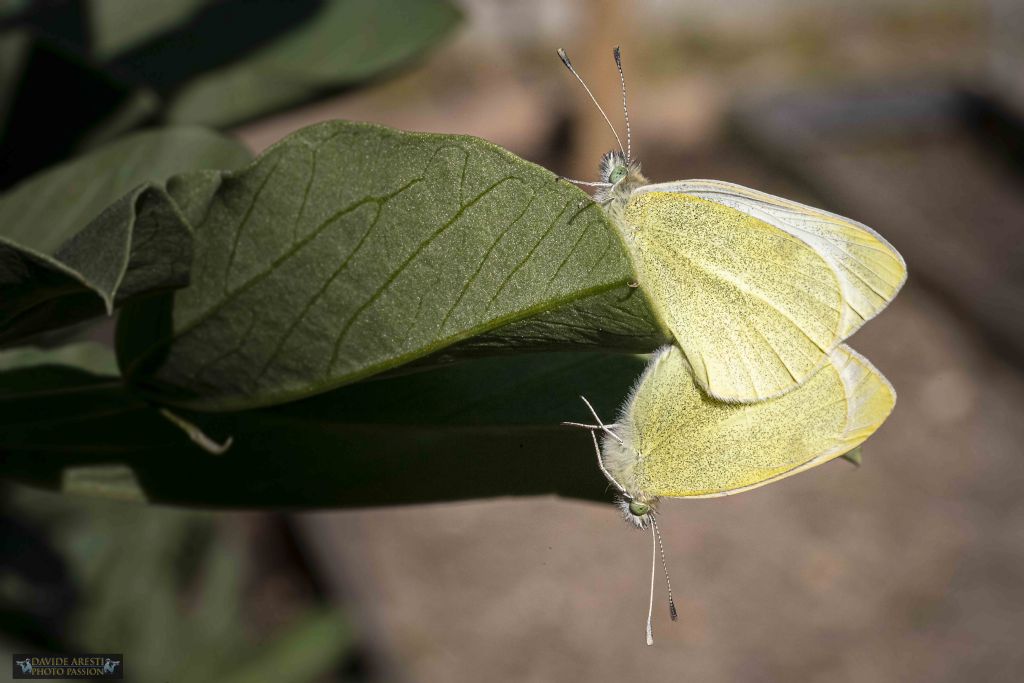 Pieris rapae ?  S !