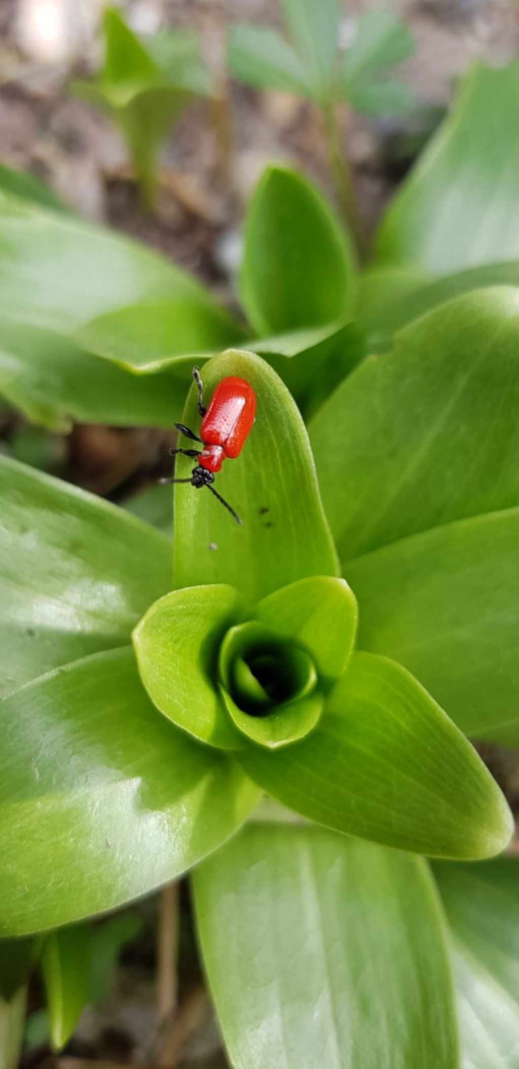 Chrysomelidae: Lilioceris lilii