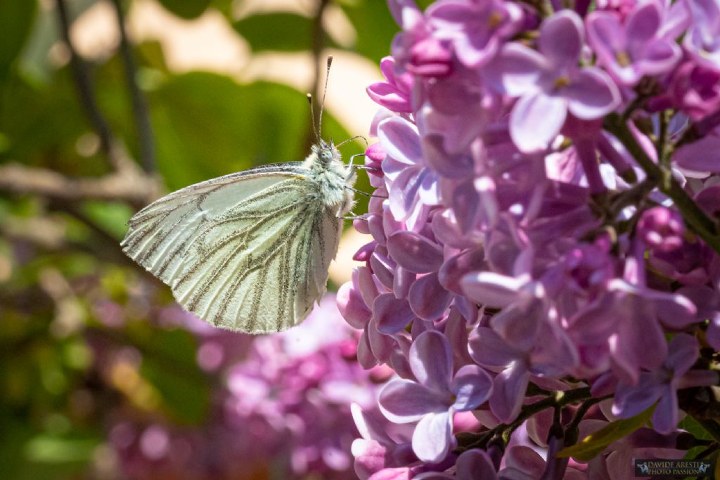 Pieris napi (Pieride del Navone)