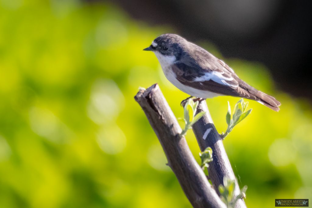 Balia nera, maschio ?   S� !