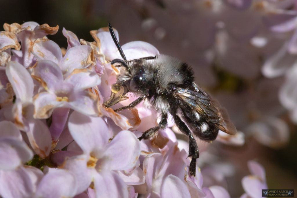 Conferma identificazione: Andrena vaga ?