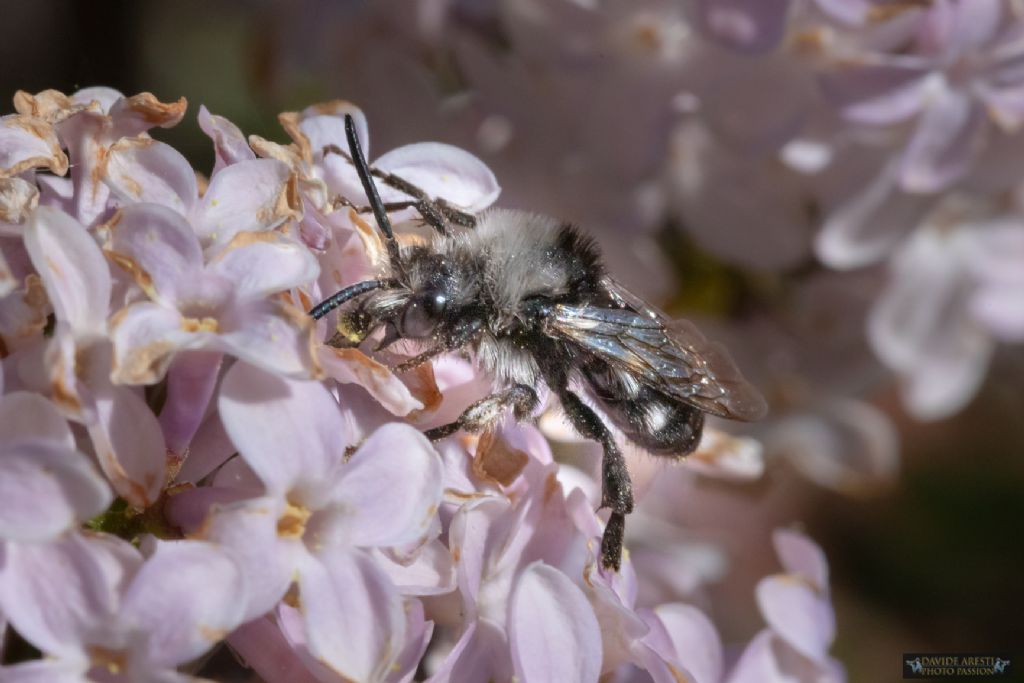 Conferma identificazione: Andrena vaga ?