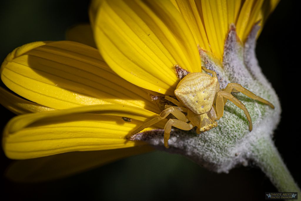 Mi confermate Thomisus onustus ?