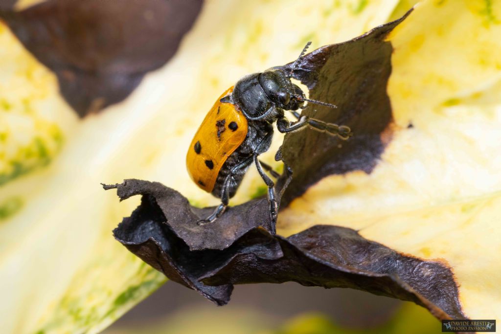 Chrysomelidae: maschio di Lachnaia italica