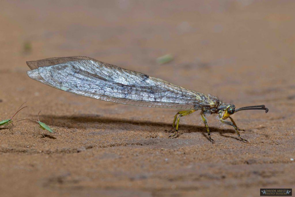 RIconoscimento neurottero: Myrmeleontidae sp.