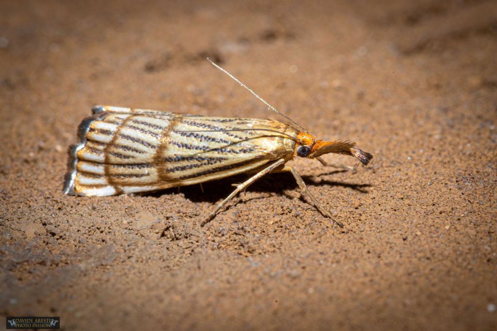 bellissima Falena:   Chrysocrambus cassentiniellus (Crambidae)