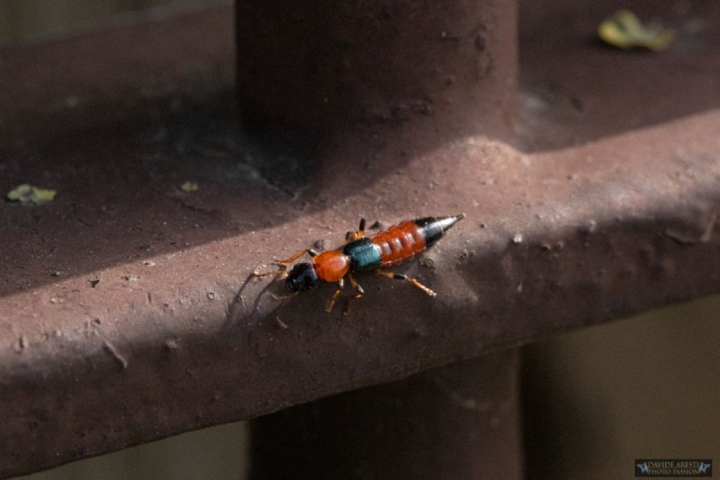 Paederus cfr. riparius (Staphylinidae)