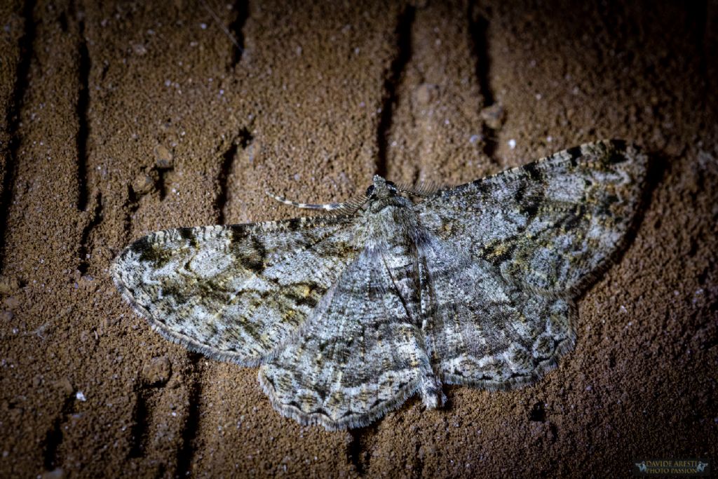 Riconoscimento specie di falena: Peribatodes rhomboidaria - Geometridae