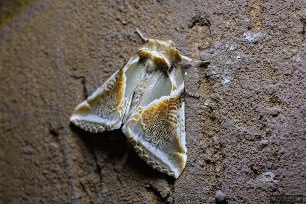 Habrosyne pyritoides - Drepanidae? S