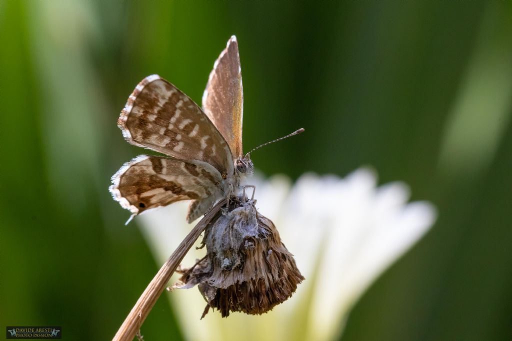 Riconoscimento farfalla: Cacyreus marshalli - Lycaenidae