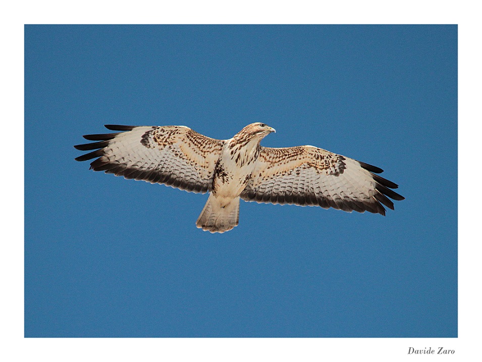 Falco di palude vs poiana