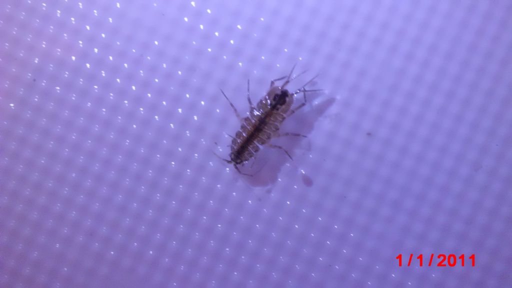 Identificazione