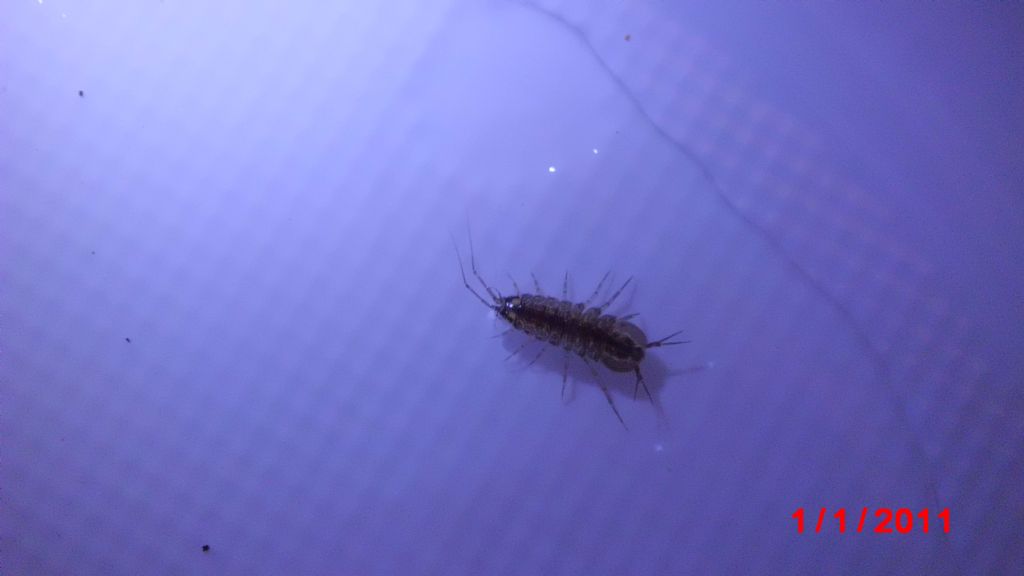 Invertebrati in stagno adatto ad anfibi