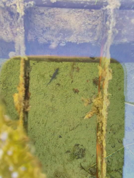 Triturus alpestris apuanus sulla Collina Torinese