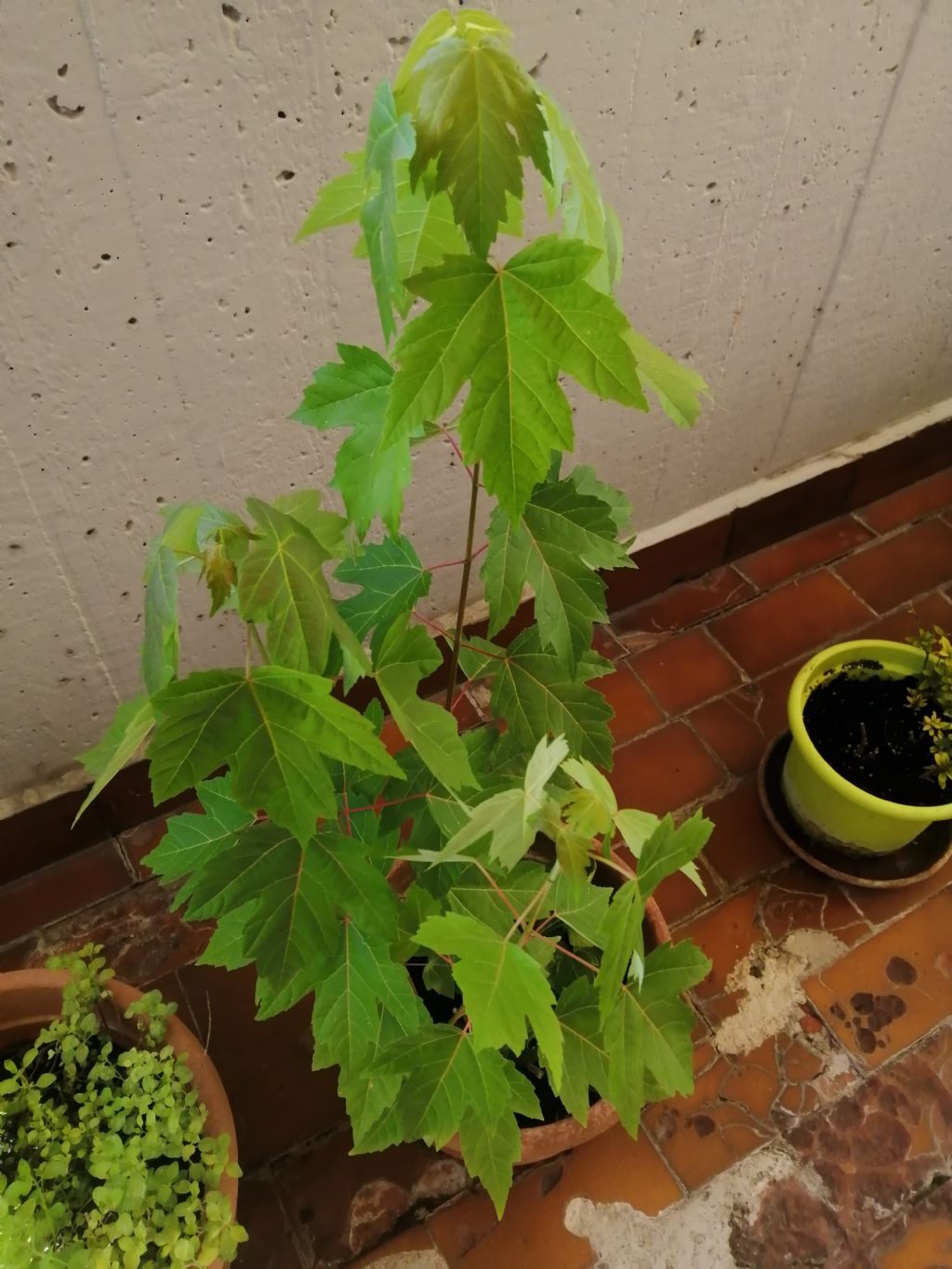 Dove posso piantare degli alberi?