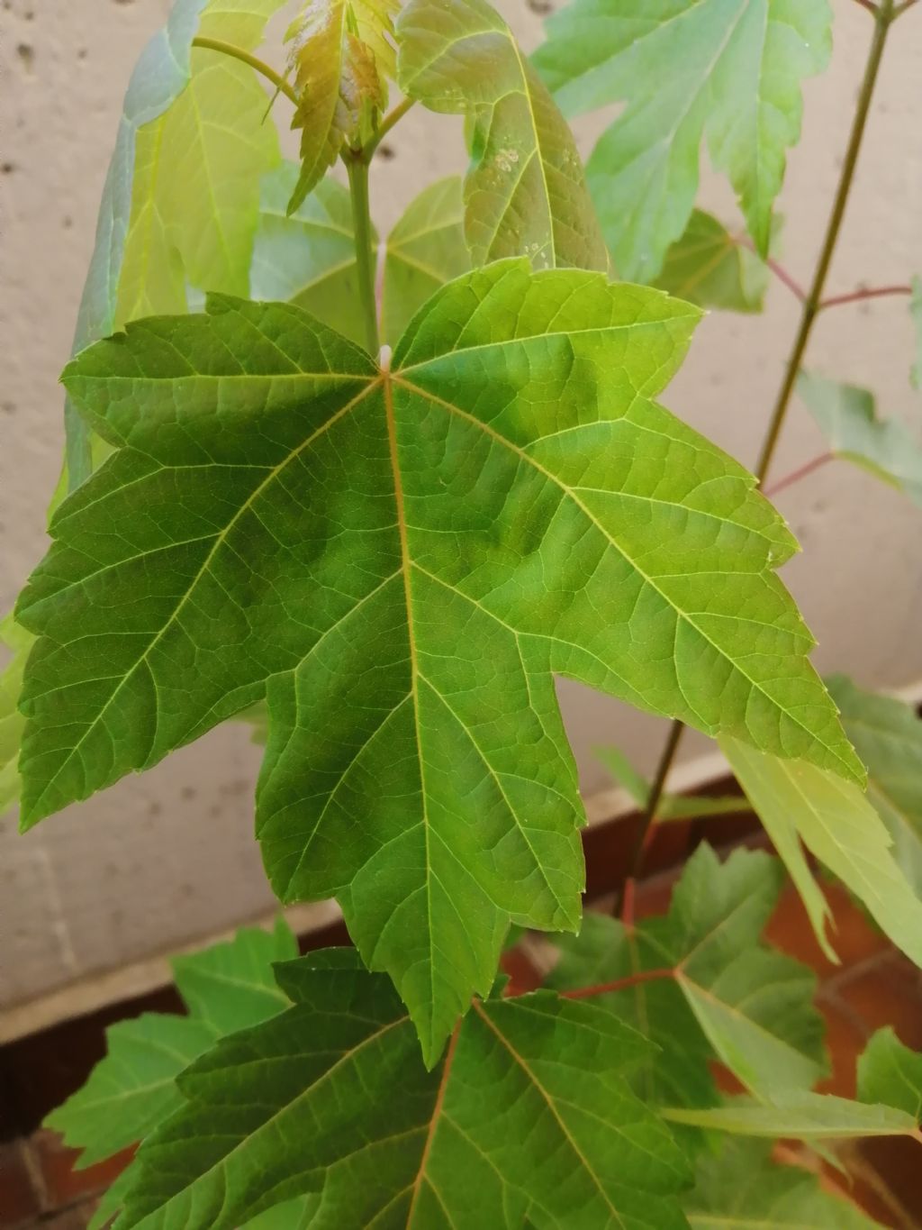 Dove posso piantare degli alberi?