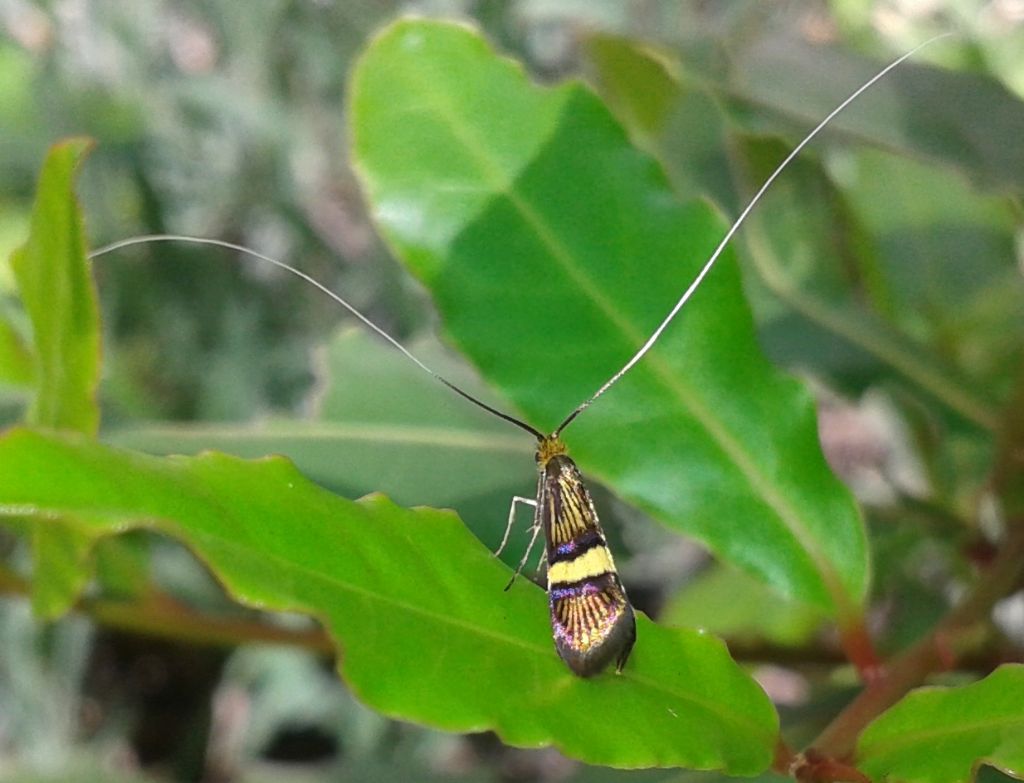 Micropterix (?) No, Adela croesella, Adelidae