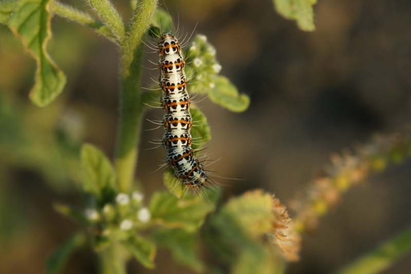 bruchi su Heliotropium europaeum - Utetheisa pulchella