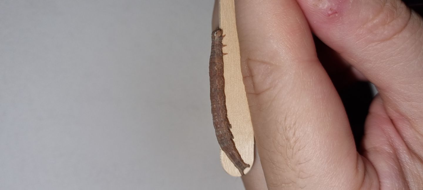 Larva Geometridae non identificata - No, Erebidae: Dysgonia sp.